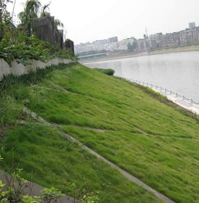 植生砼护坡案例